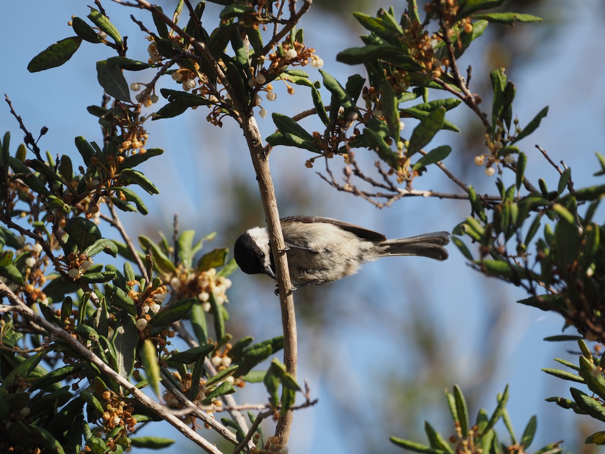 カロライナコガラ - ML633067371