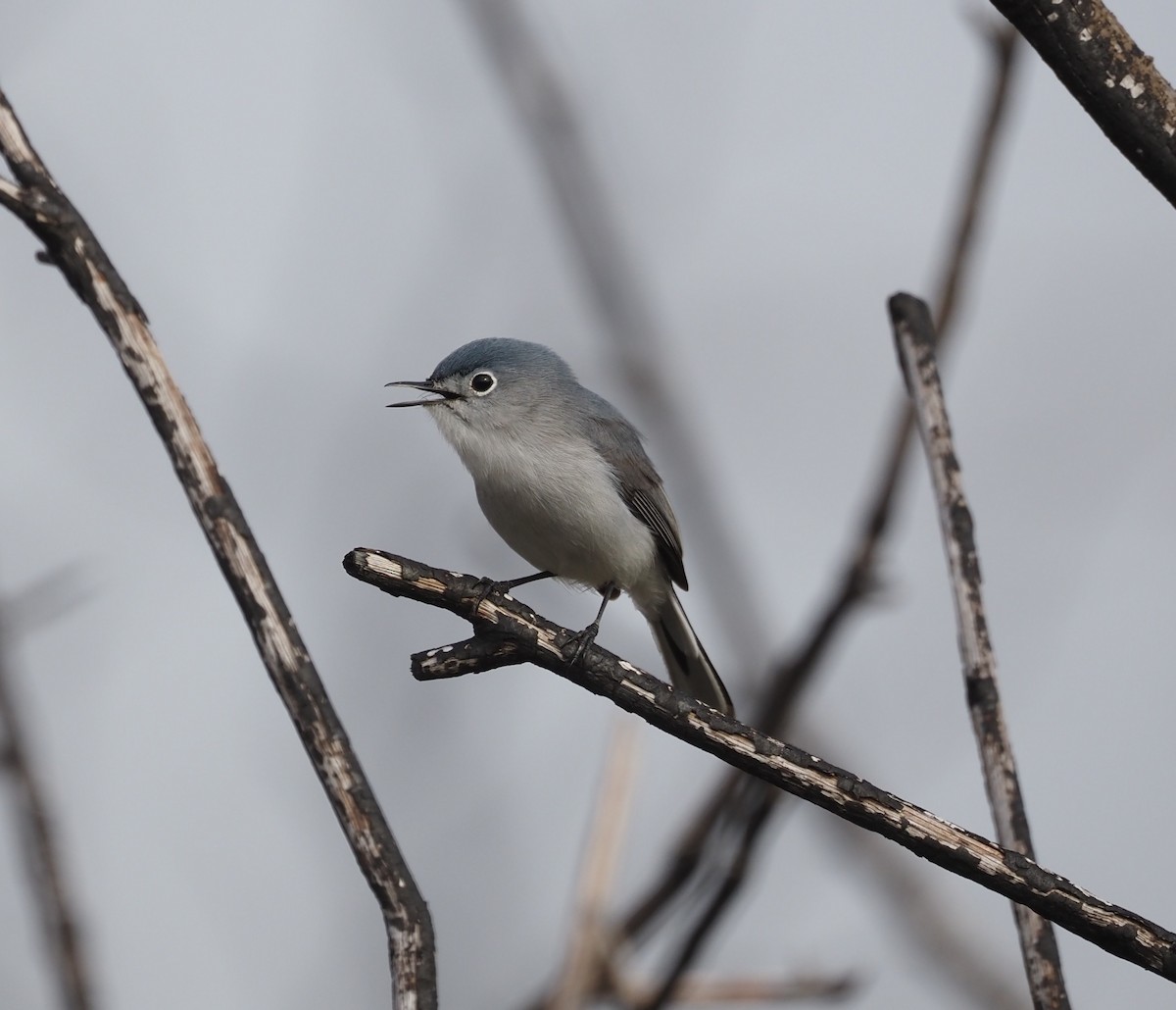 ブユムシクイ - ML633067395