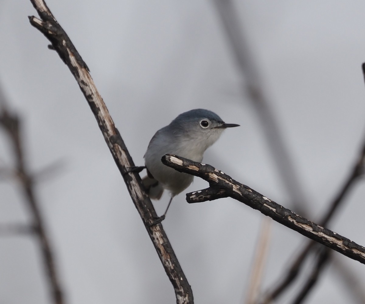 ブユムシクイ - ML633067414