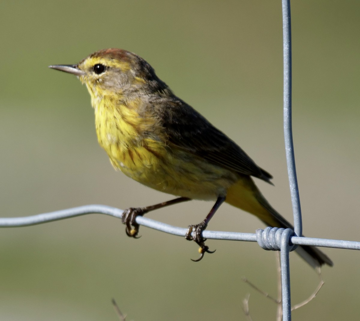 Palm Warbler - ML633067466
