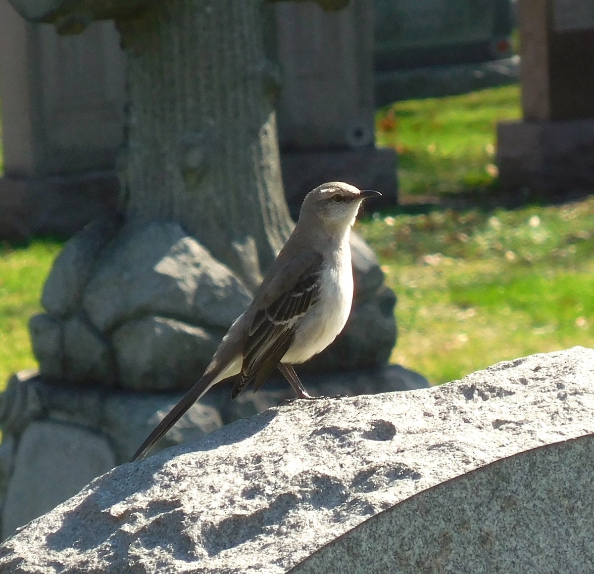 Northern Mockingbird - ML633067528