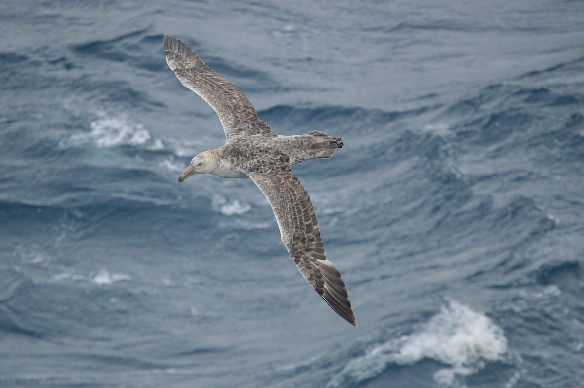 Northern Giant-Petrel - ML633067581