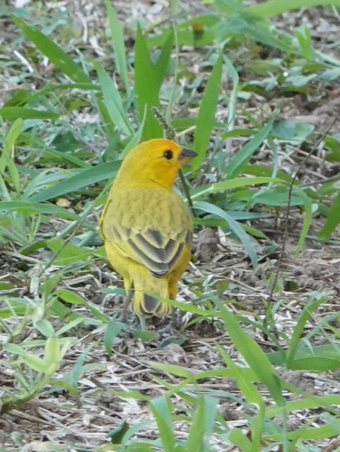 Orange-fronted Yellow-Finch - ML633067591