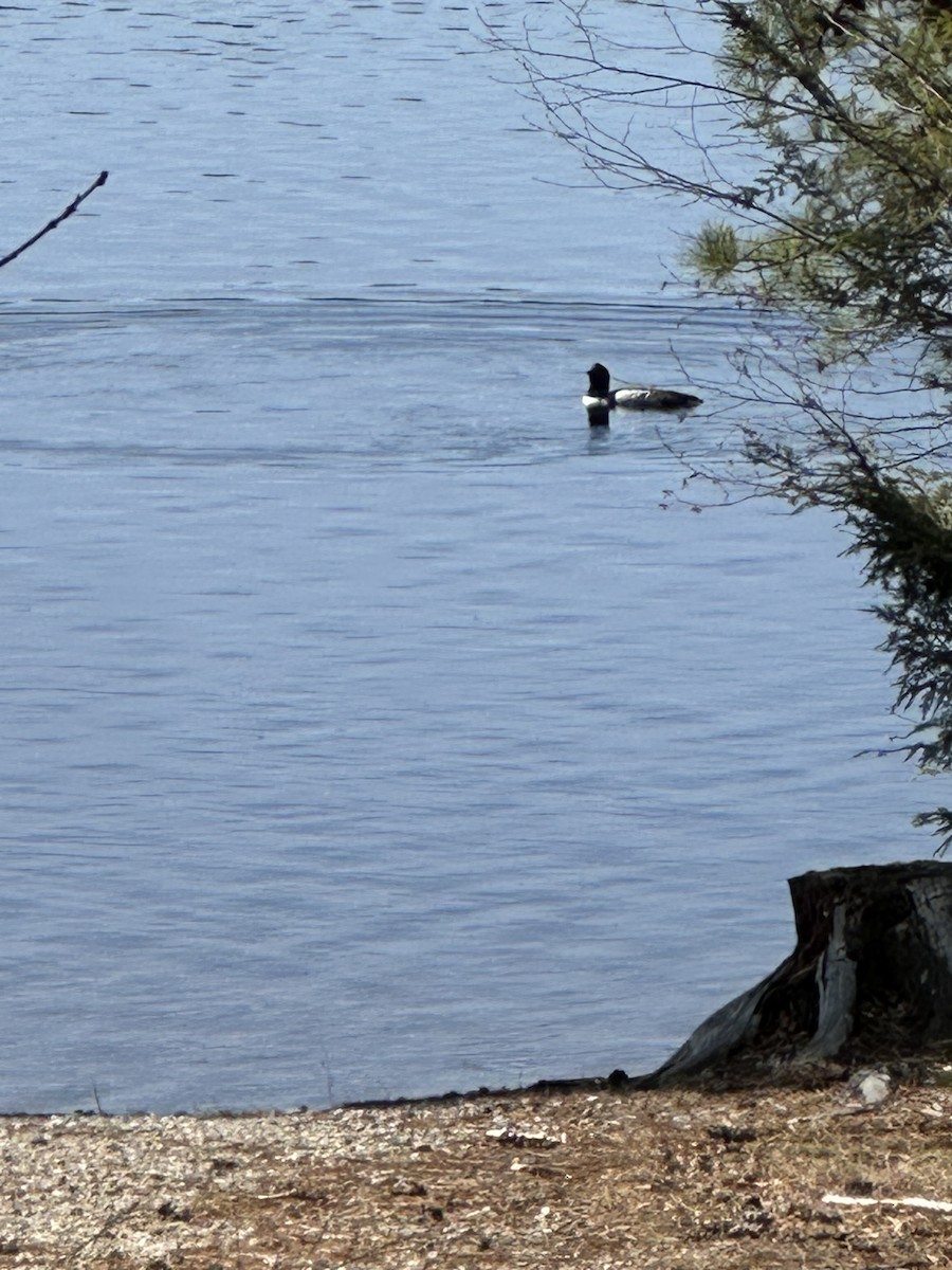 Common Loon - ML633067673