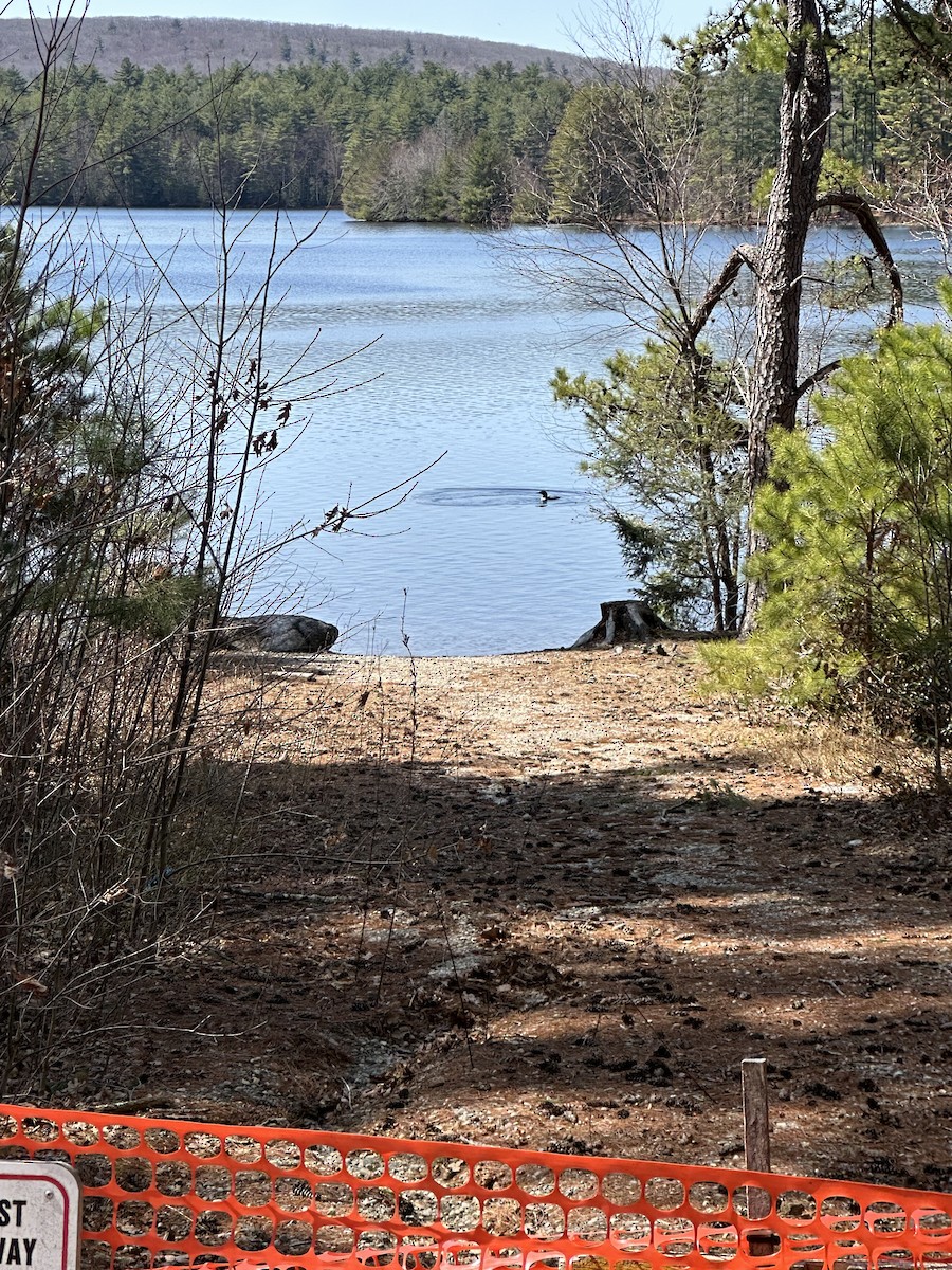 Common Loon - ML633067674