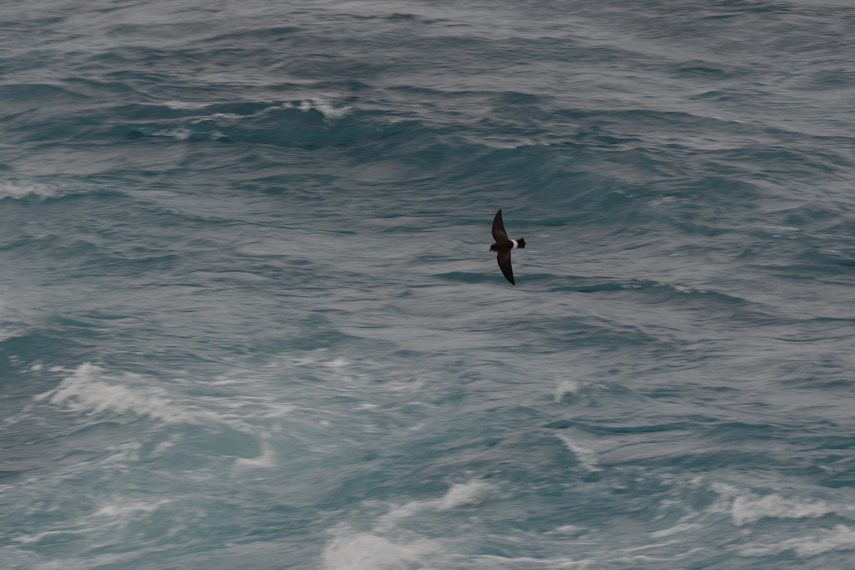 Black-bellied Storm-Petrel - ML633067864