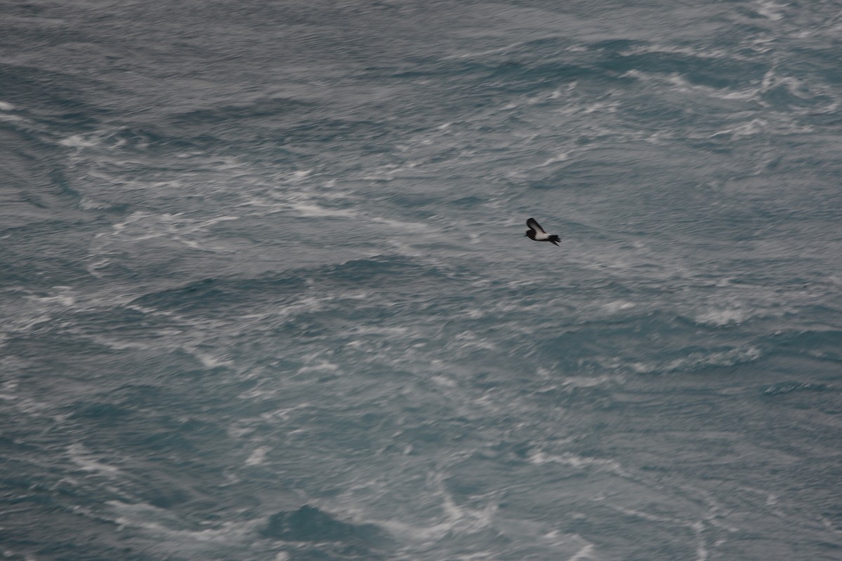 Black-bellied Storm-Petrel - ML633067865