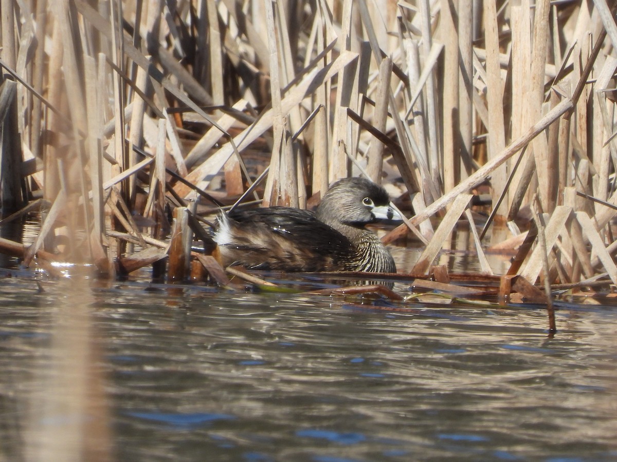 Pied-billed Grebe - ML633067895