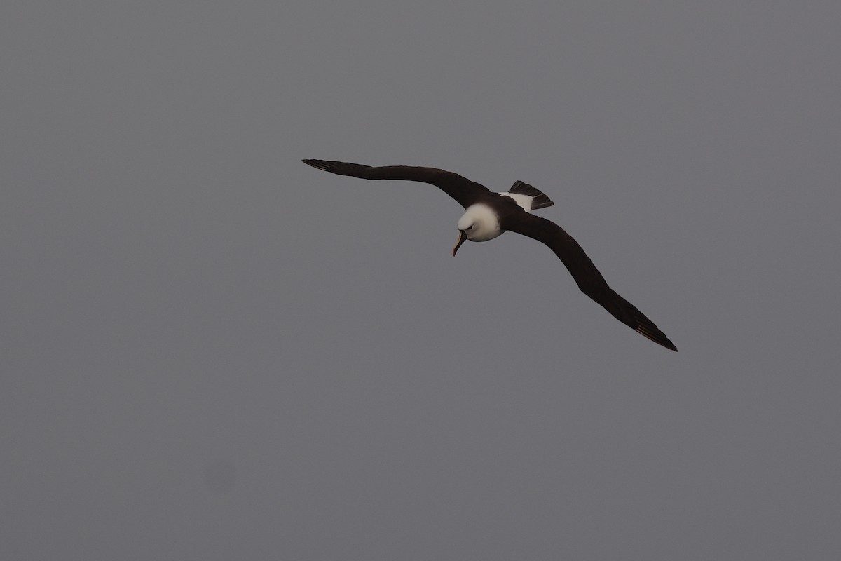 Indian Yellow-nosed Albatross - ML633067943