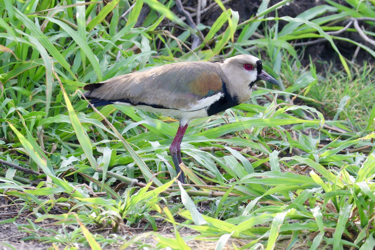 Southern Lapwing - ML633067998