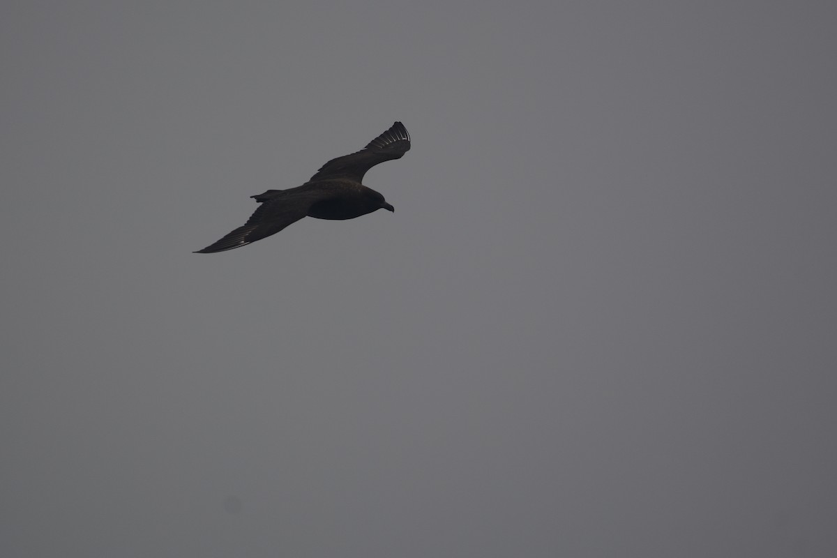 Brown Skua - ML633068048