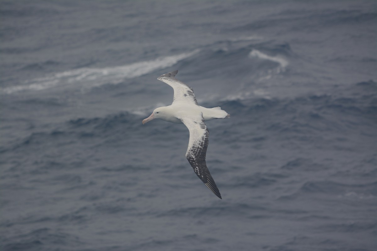 Snowy Albatross - ML633068076
