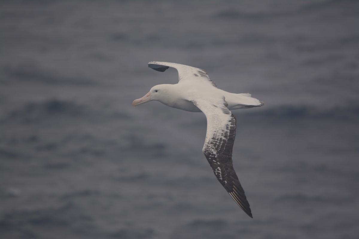 Snowy Albatross - ML633068077