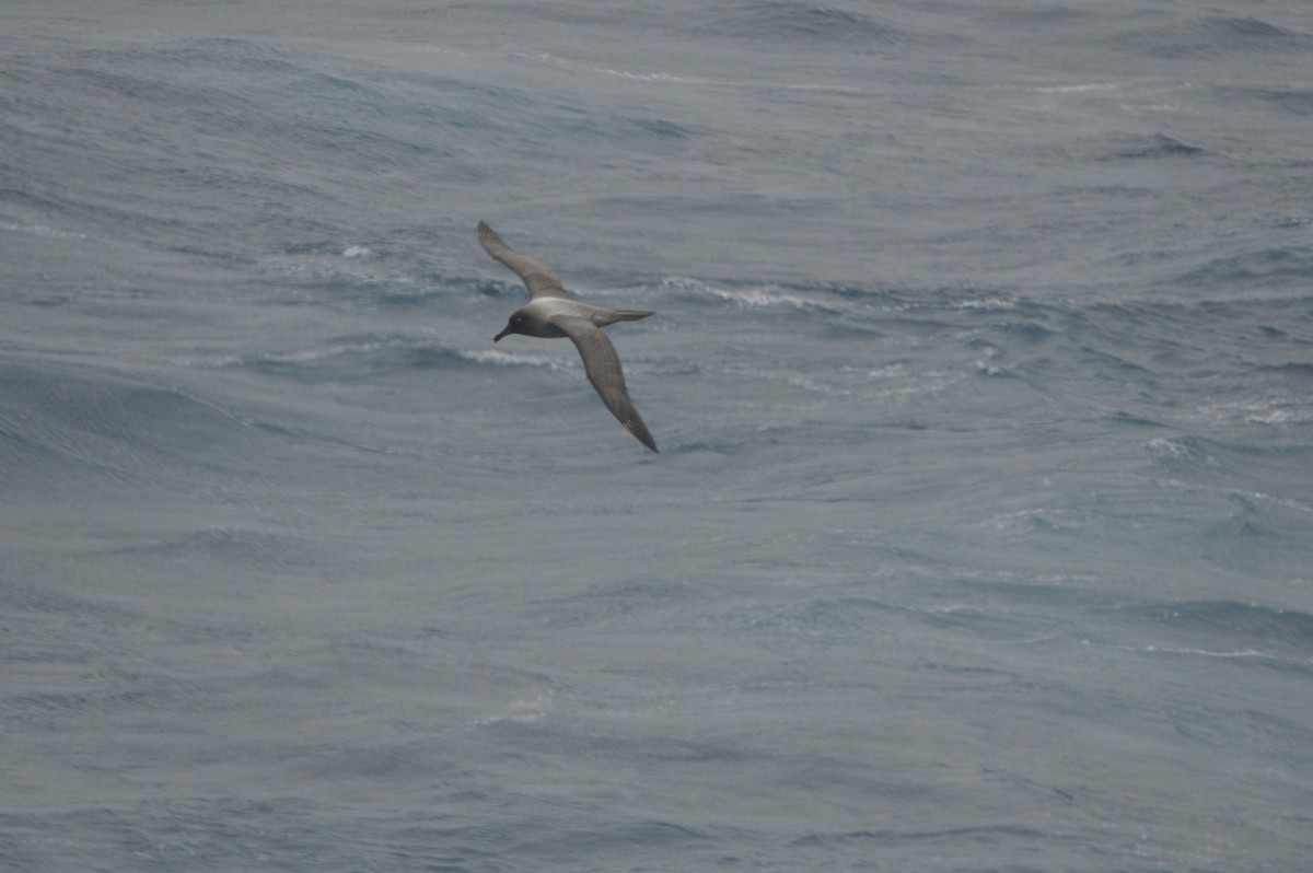 Light-mantled Albatross - ML633068093