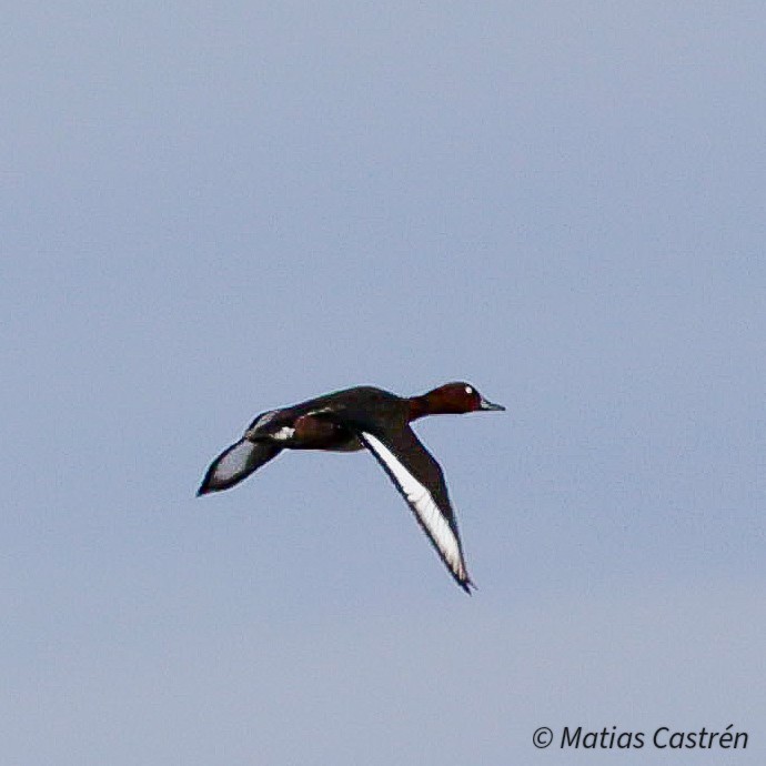Ferruginous Duck - ML633068125