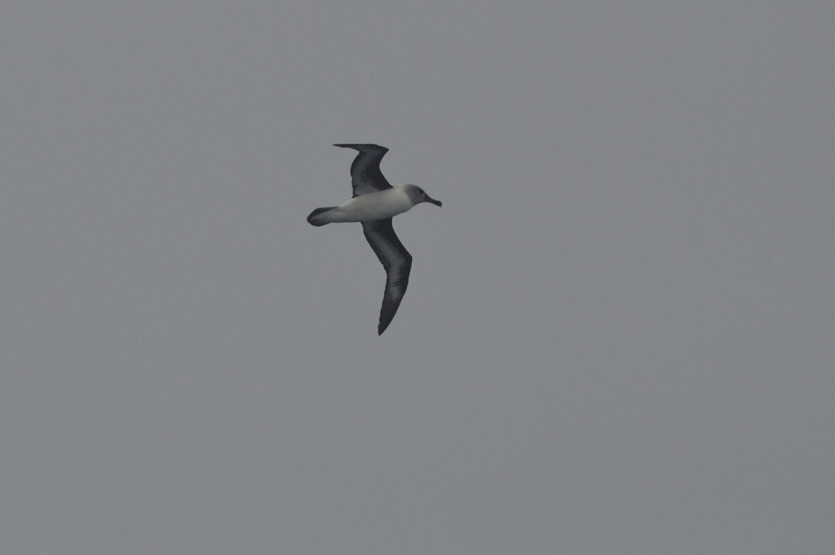 Gray-headed Albatross - ML633068128