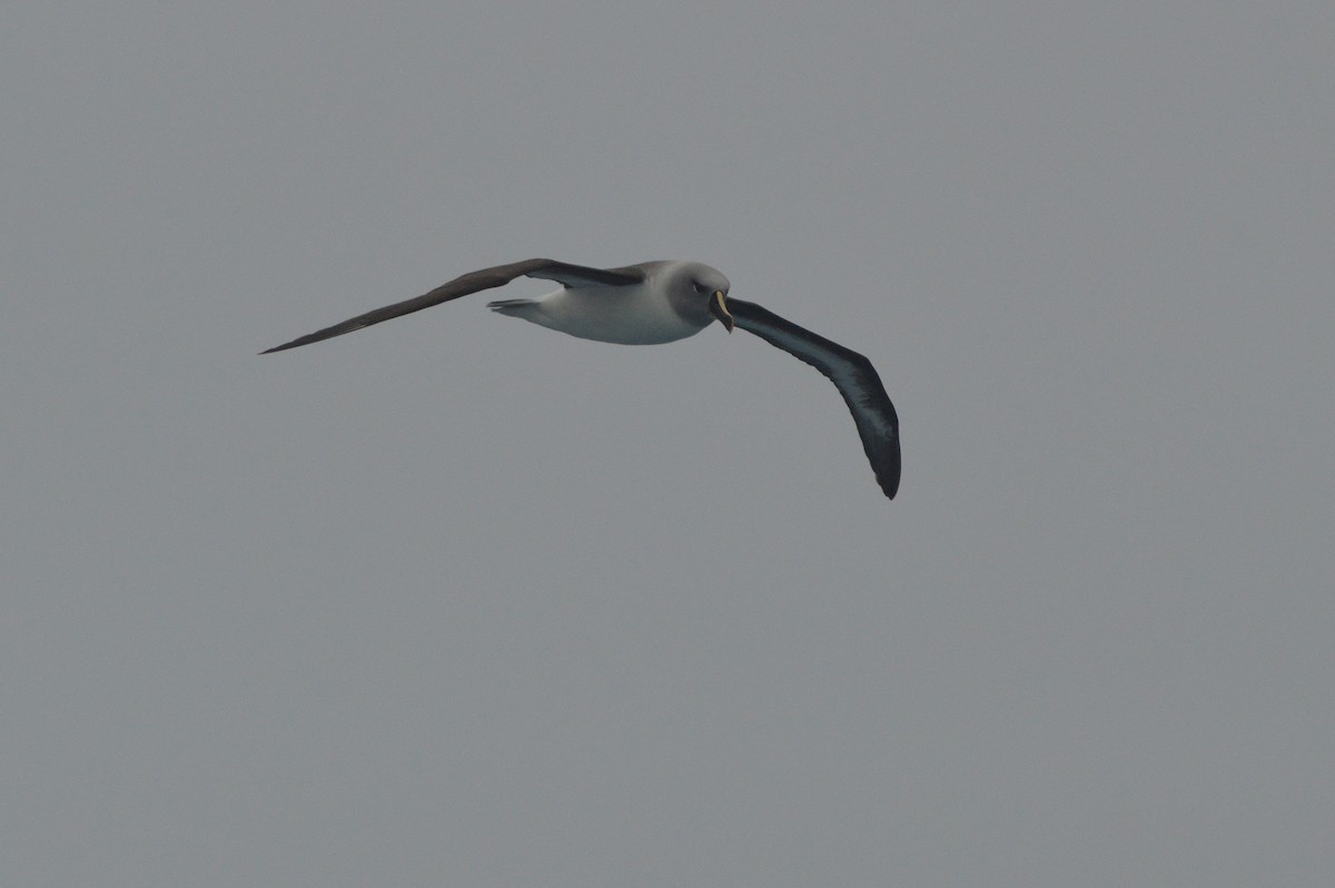 Gray-headed Albatross - ML633068130