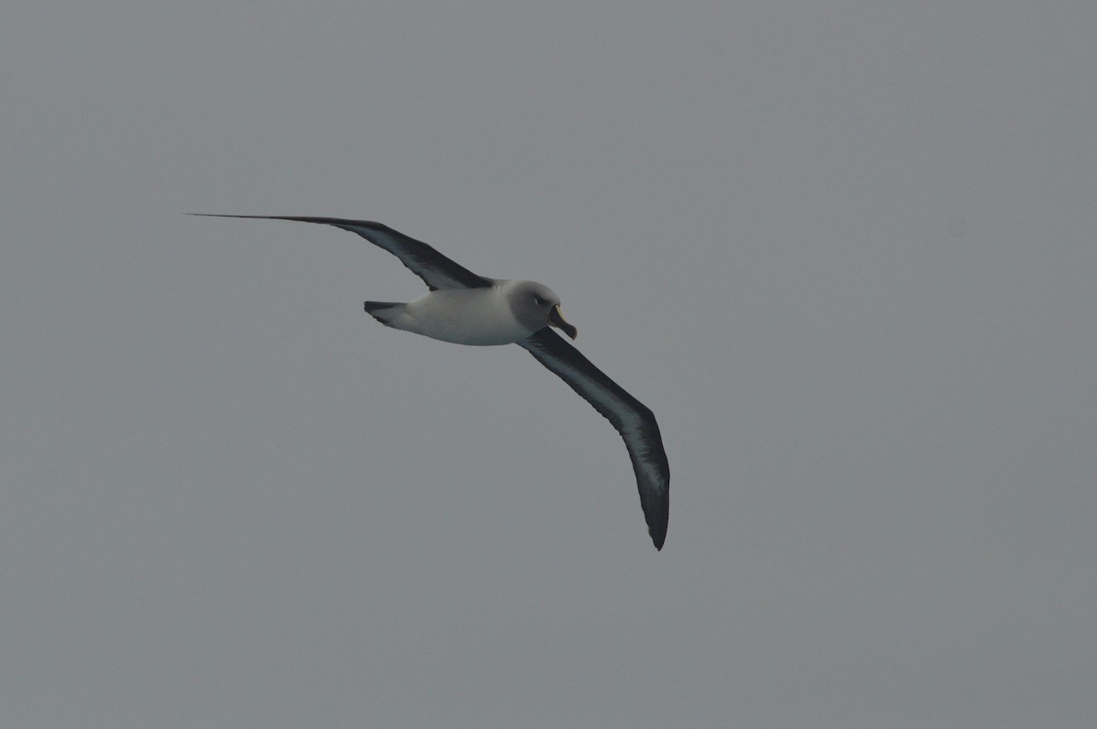 Gray-headed Albatross - ML633068132
