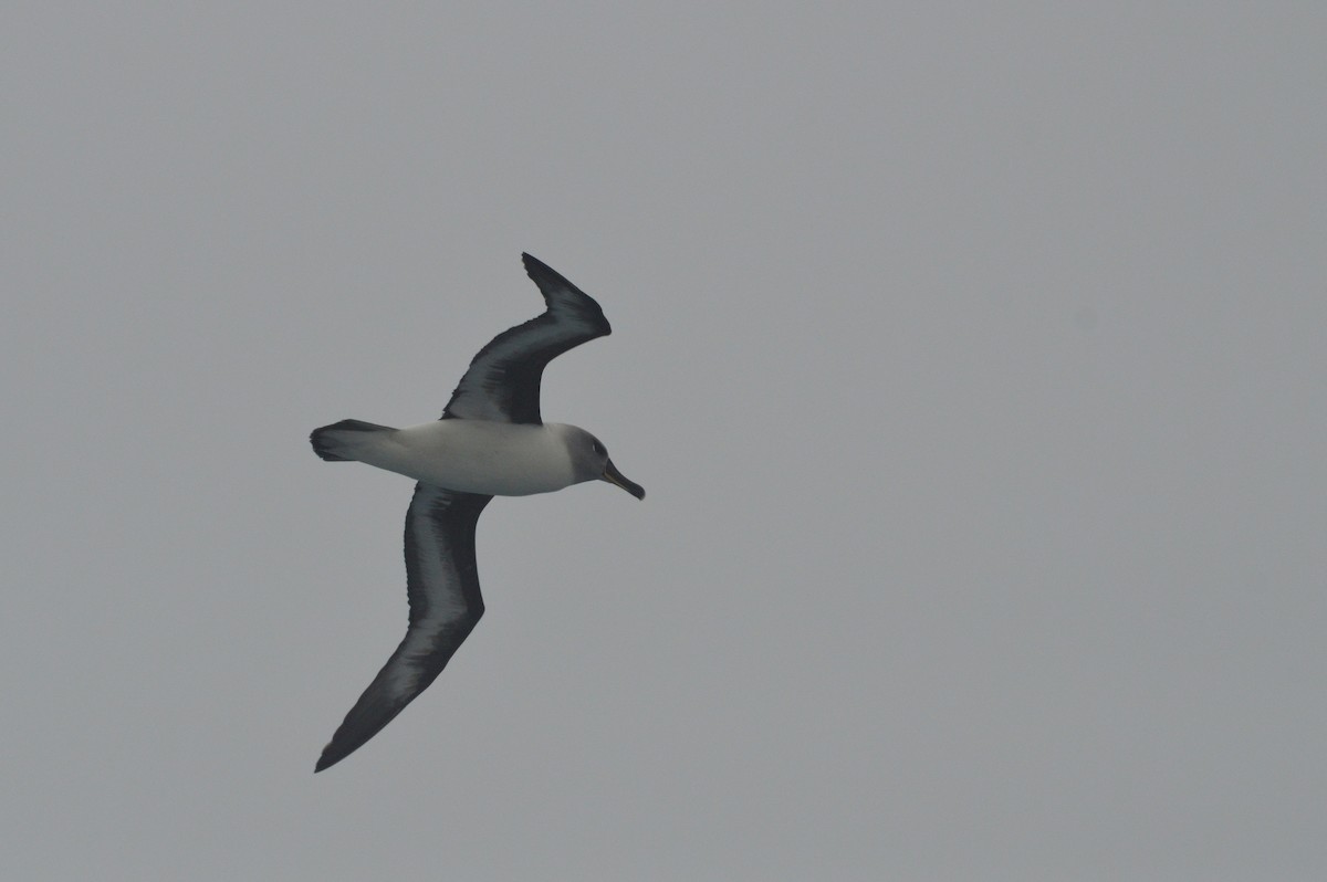 Gray-headed Albatross - ML633068133