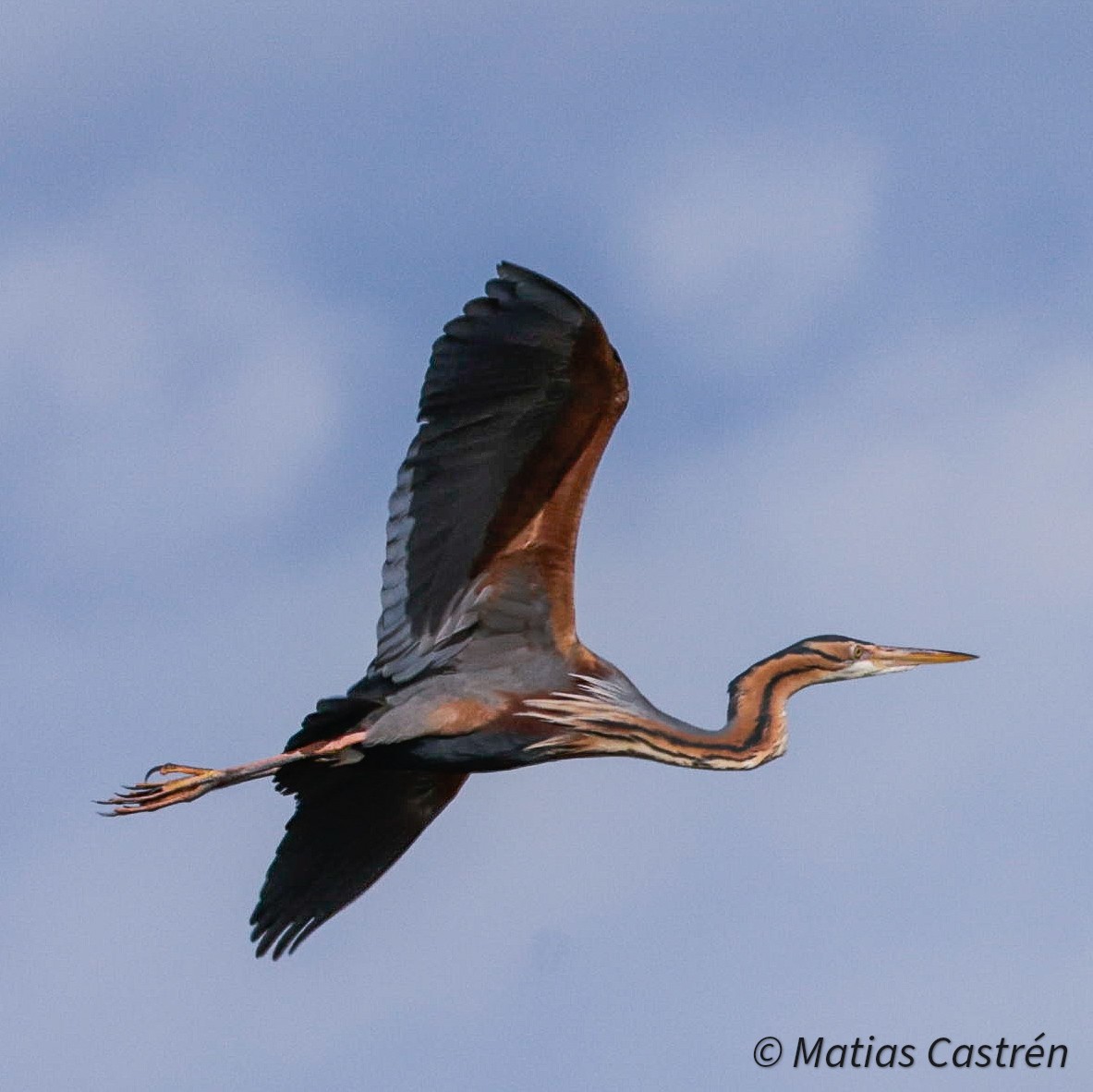 Purple Heron - ML633068159