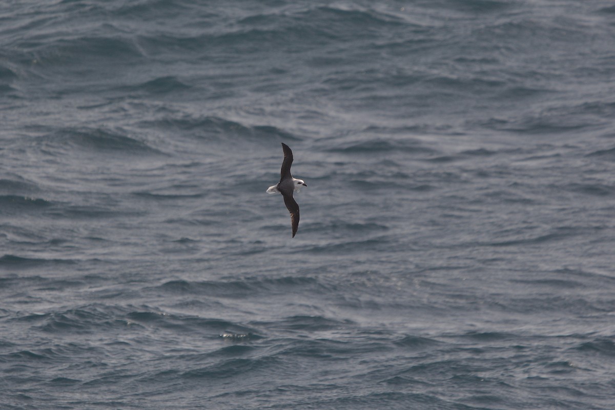 White-headed Petrel - ML633068160