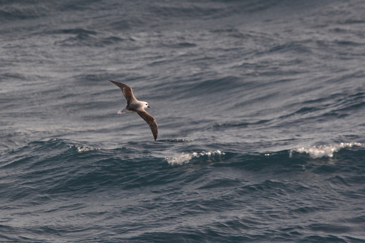 White-headed Petrel - ML633068161