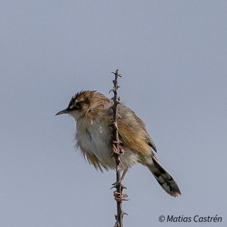 Zitting Cisticola - ML633068203