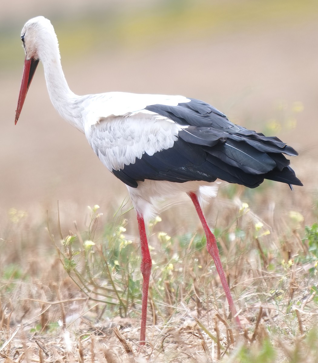 Cigogne blanche - ML633068266