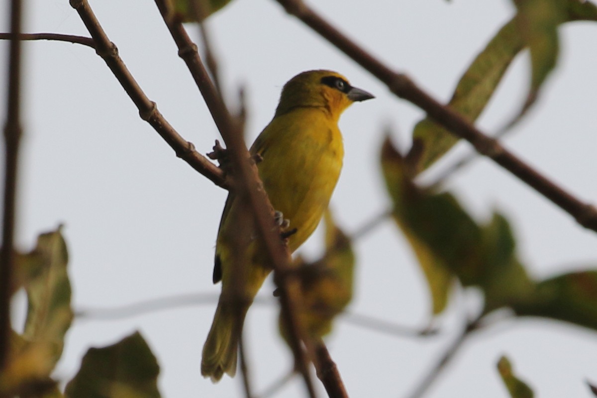 Olive-naped Weaver - ML633068320