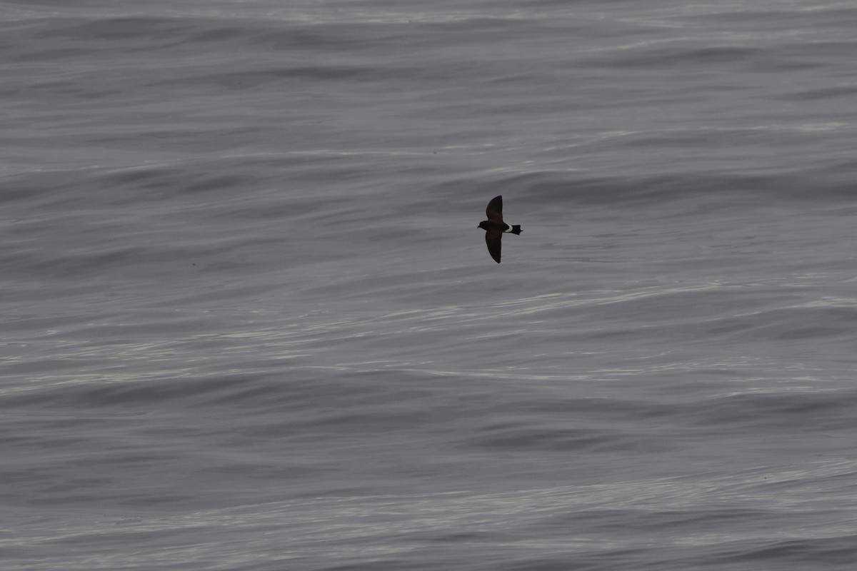 Black-bellied Storm-Petrel - ML633068395