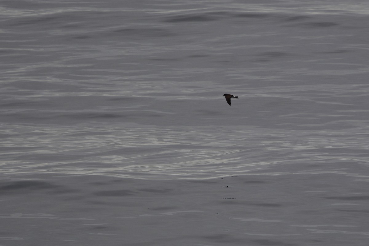 Black-bellied Storm-Petrel - ML633068396