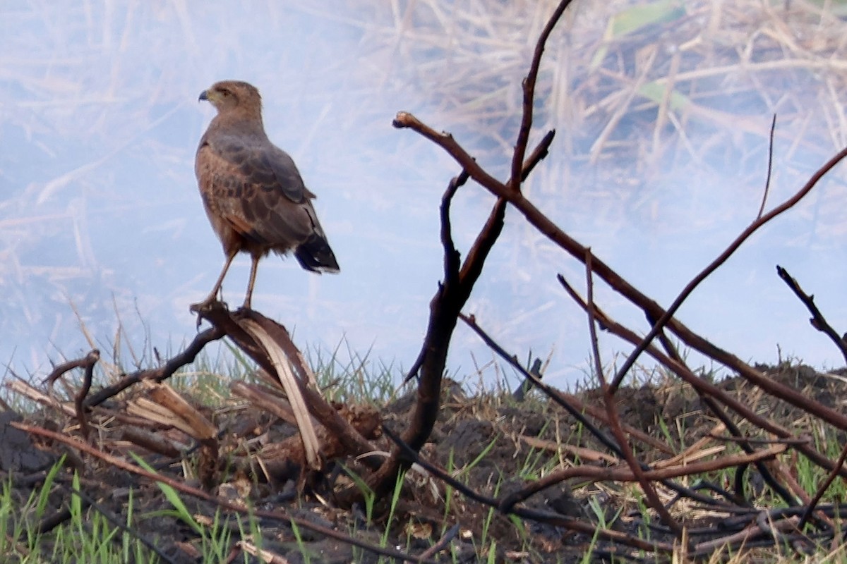 Savanna Hawk - ML633068398