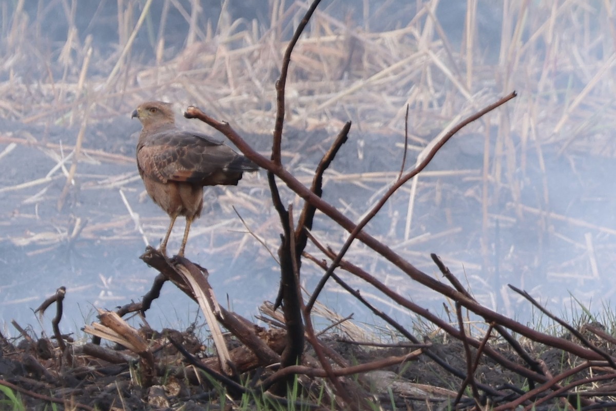 Savanna Hawk - ML633068399