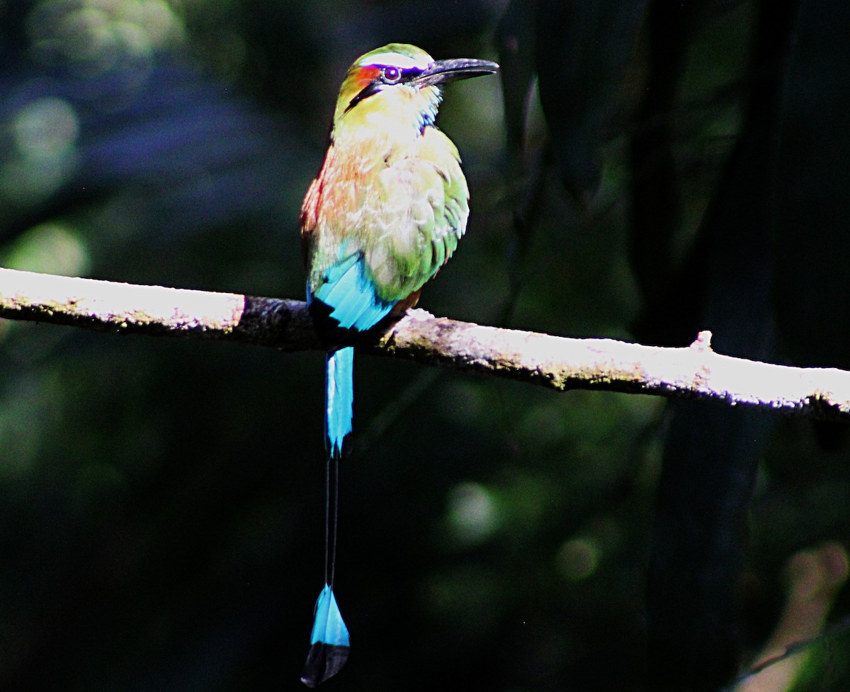 Turquoise-browed Motmot - ML633068402