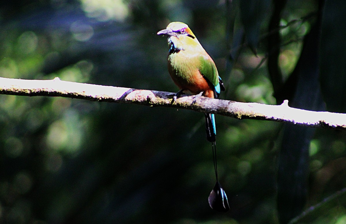 Turquoise-browed Motmot - ML633068403