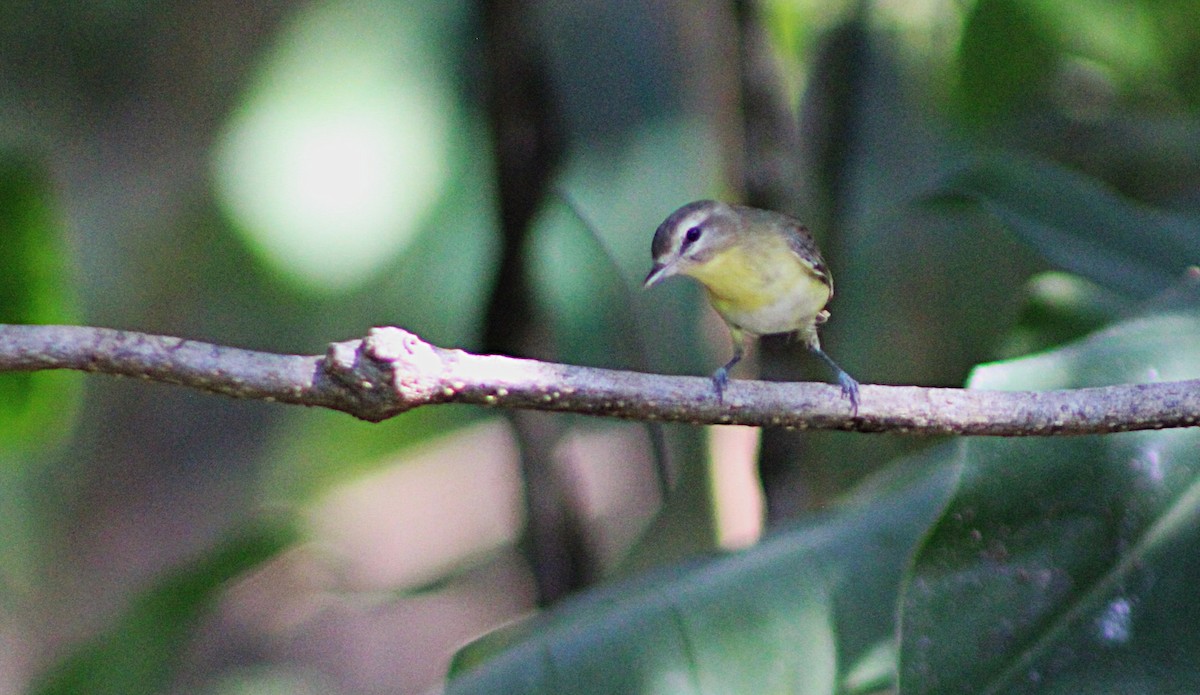 Tennessee Warbler - ML633068412