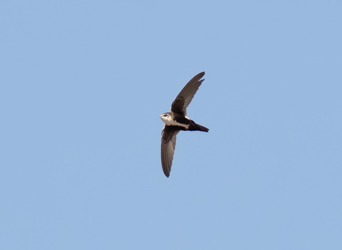 White-throated Swift - ML633068426