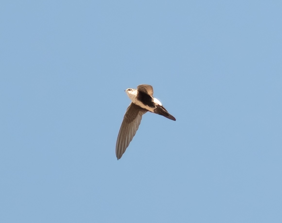White-throated Swift - ML633068427