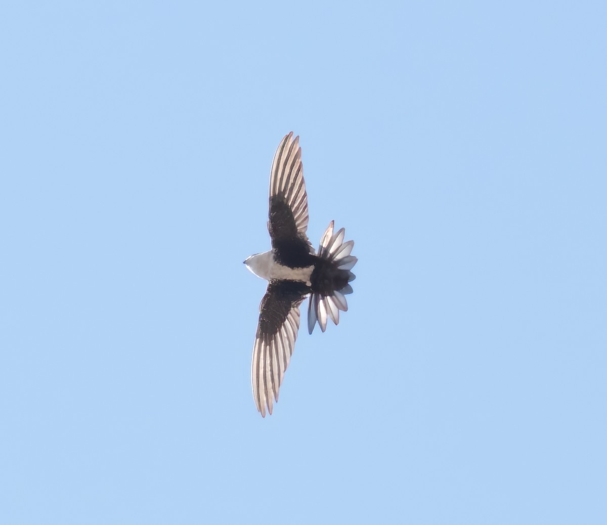 White-throated Swift - ML633068428