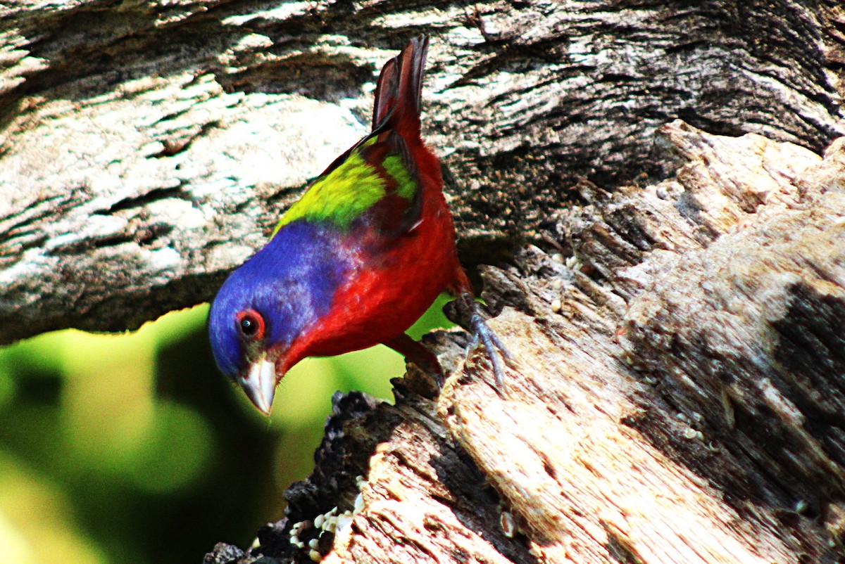 Painted Bunting - ML633068437