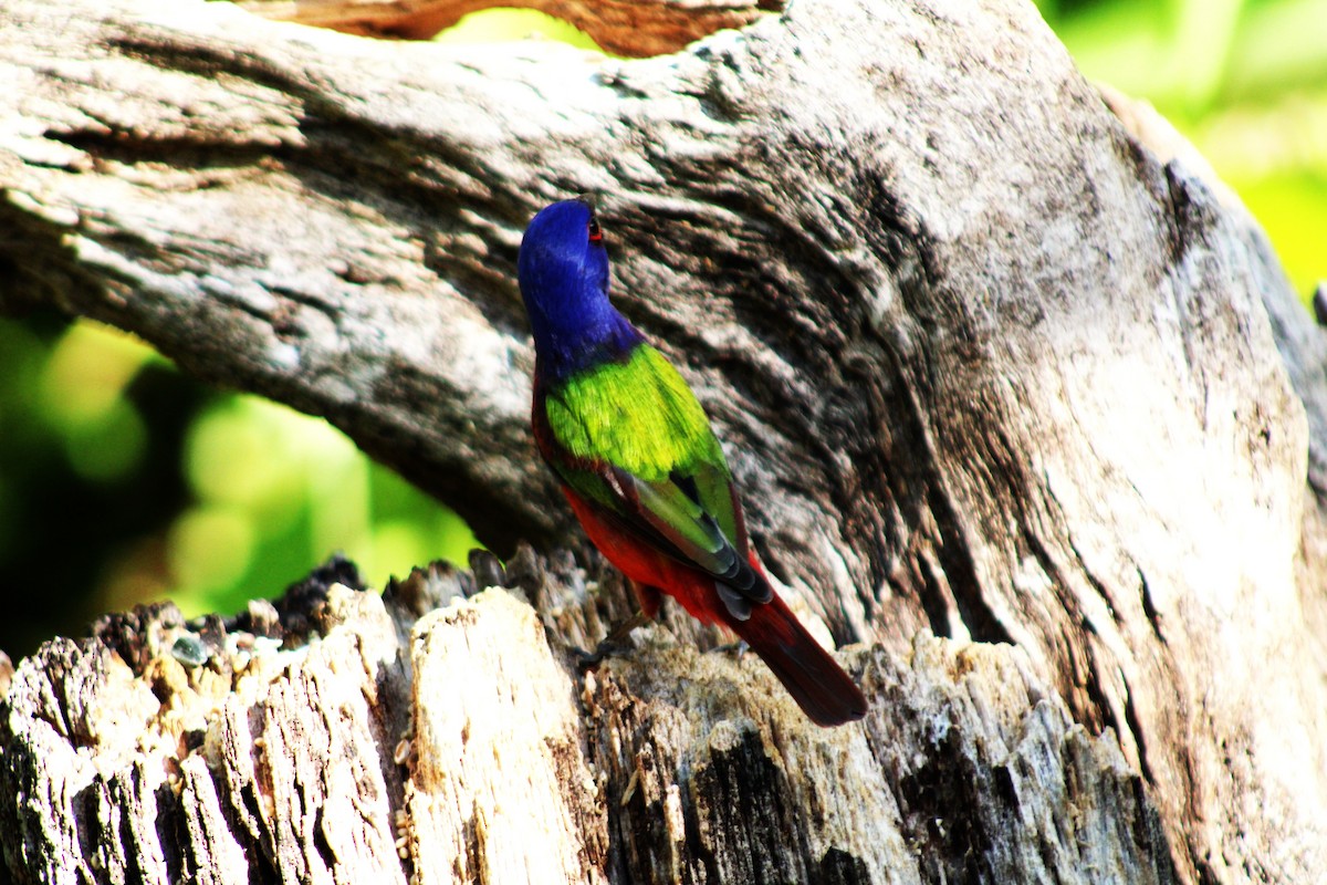 Painted Bunting - ML633068438
