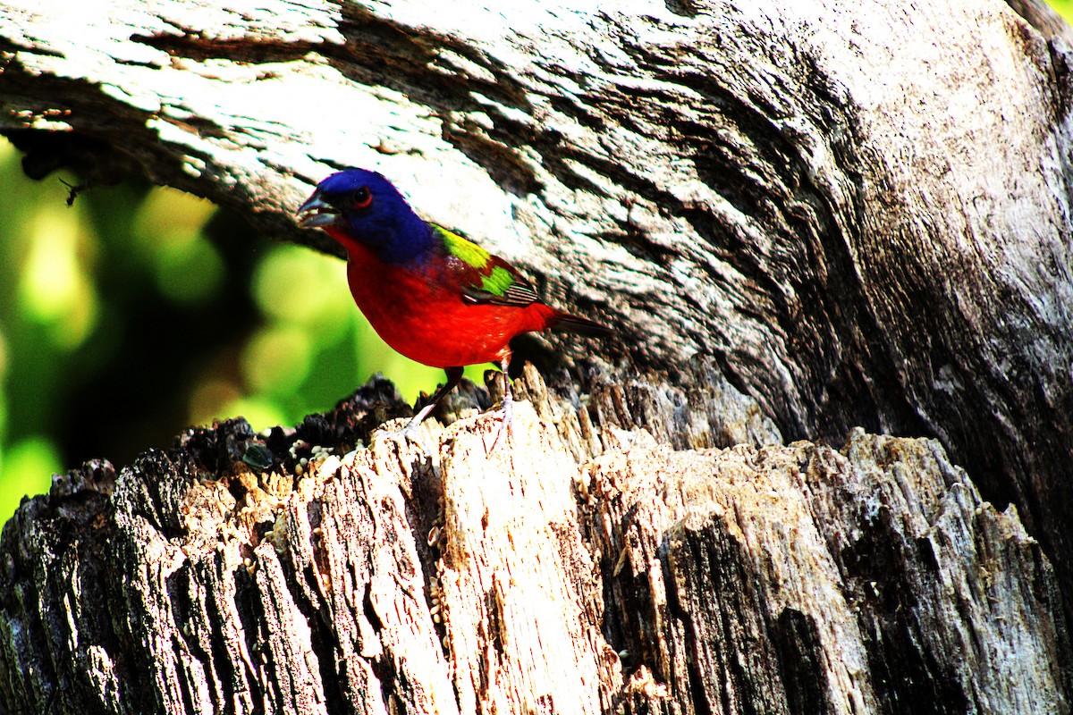 Painted Bunting - ML633068439