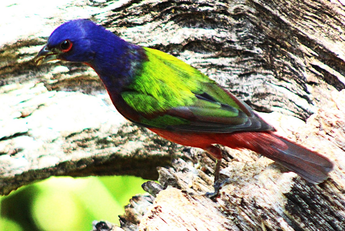 Painted Bunting - ML633068440