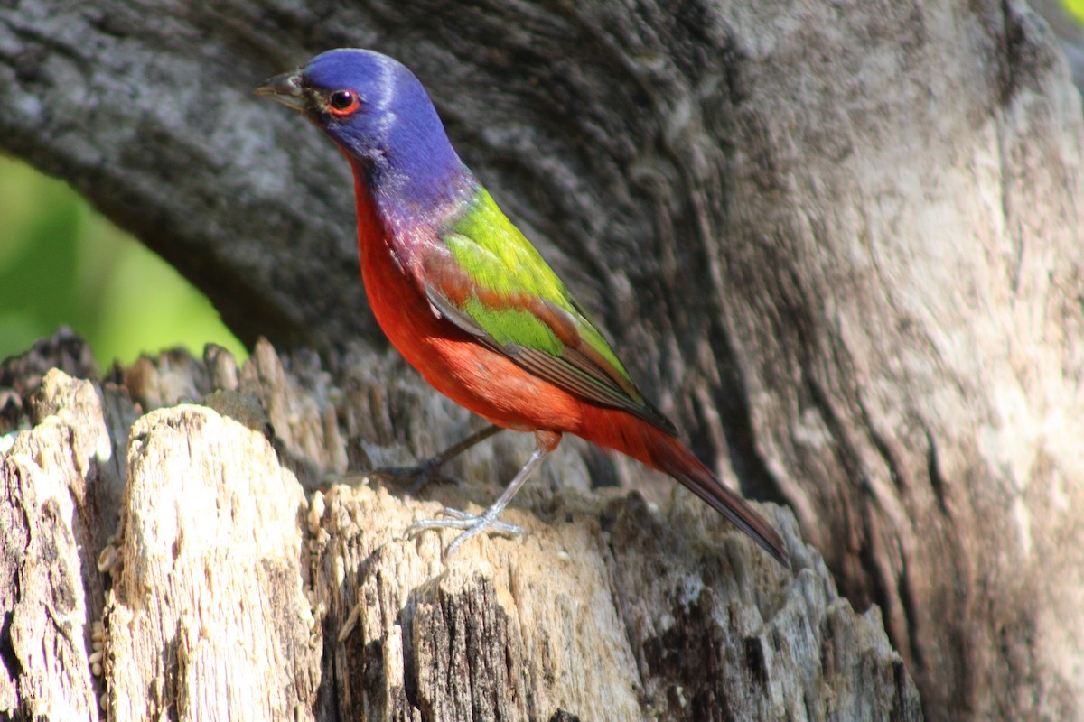 Painted Bunting - ML633068441