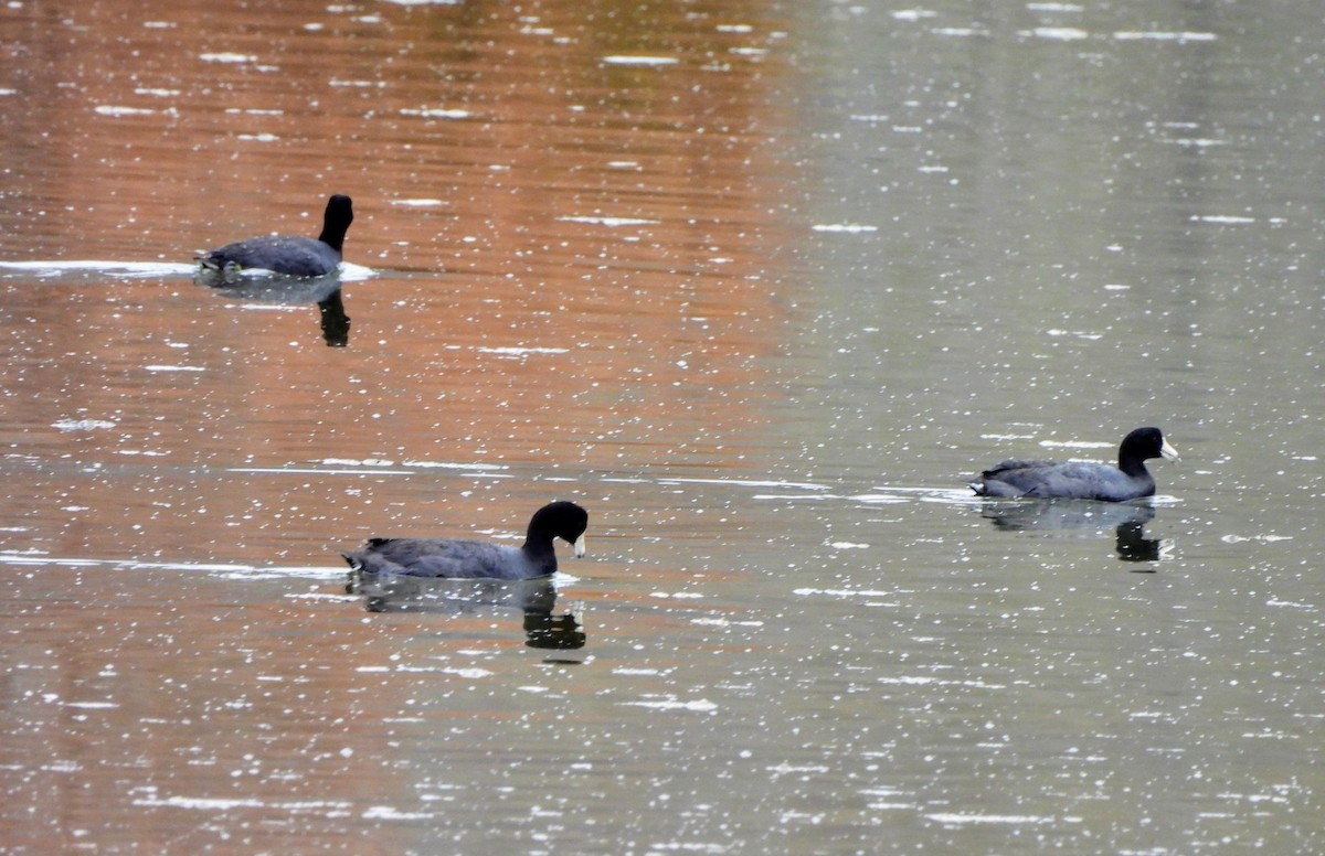 American Coot - ML633068442