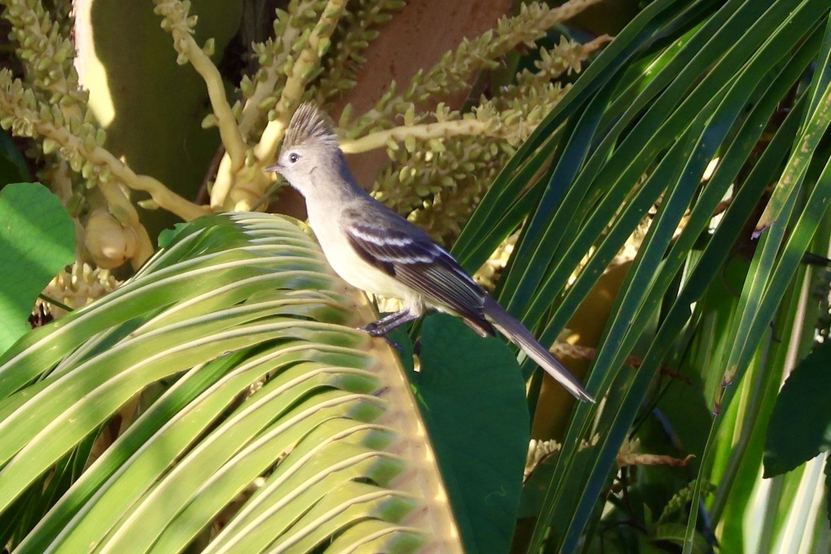 Yellow-bellied Elaenia - ML633068443
