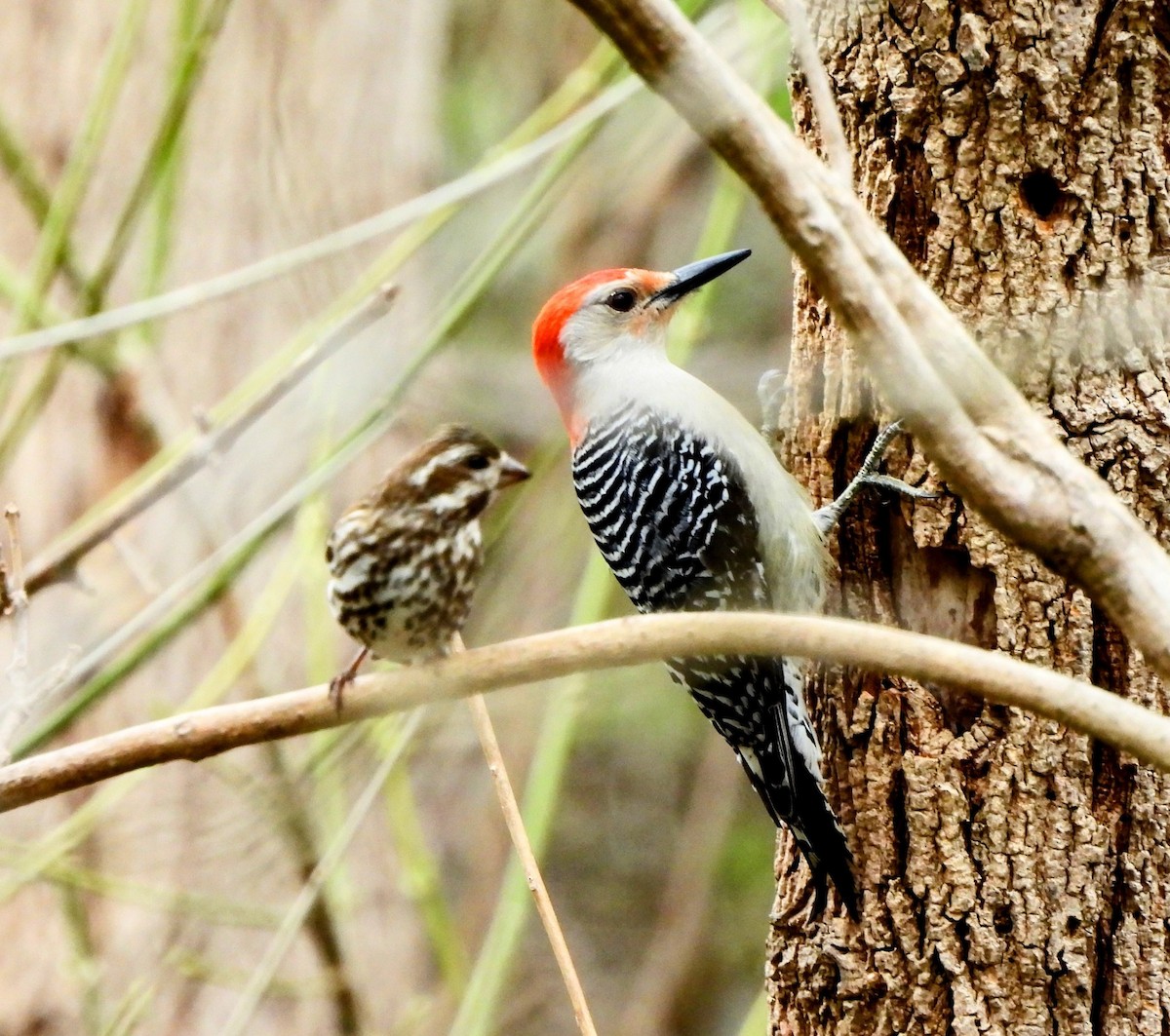 Red-bellied Woodpecker - ML633068450