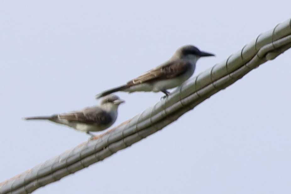 Gray Kingbird - ML633068465