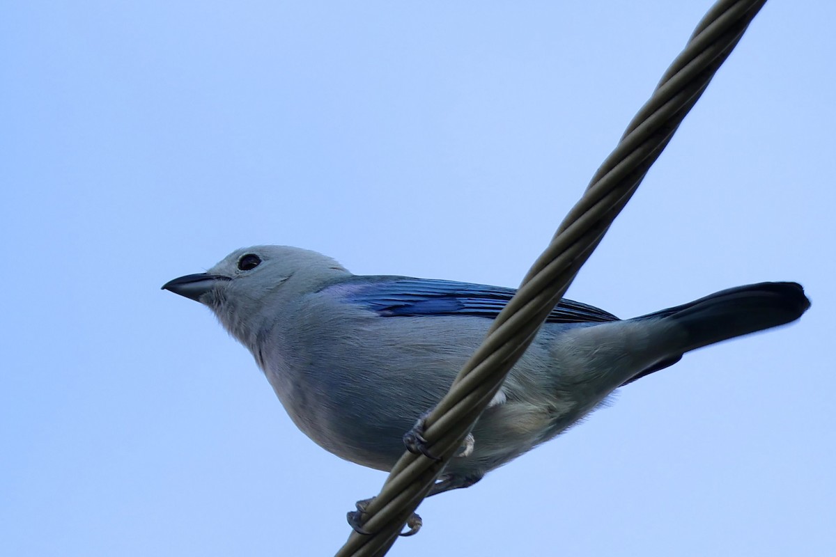Blue-gray Tanager - ML633068473