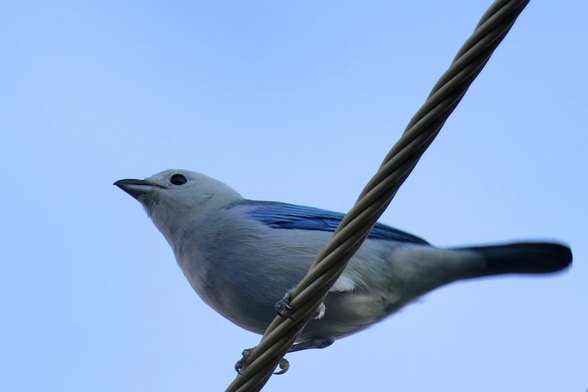 Blue-gray Tanager - ML633068474